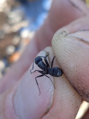 Camponotus vagus