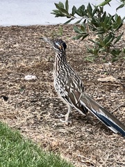 Geococcyx californianus