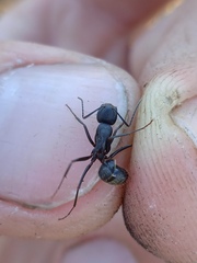 Camponotus vagus