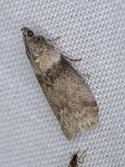 Acrobasis tricolorella