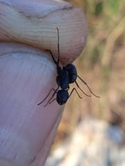 Camponotus vagus