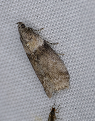 Acrobasis tricolorella