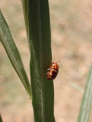 Cryptocephalus