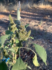 Amaranthus retroflexus
