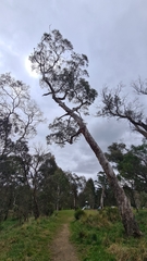 Eucalypteae