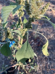 Amaranthus retroflexus