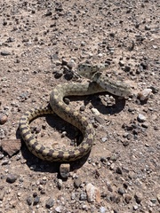 Pituophis catenifer