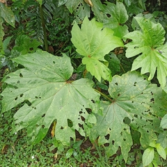 Begonia parviflora