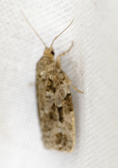 Choristoneura fumiferana