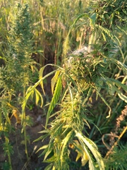 Cannabis sativa