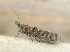 Ortholepis