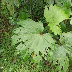 Begonia parviflora
