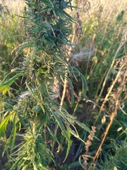 Cannabis sativa