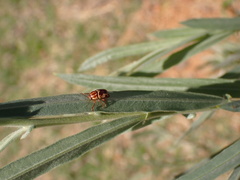 Cryptocephalus
