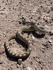 Pituophis catenifer