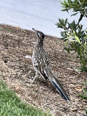 Geococcyx californianus