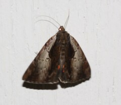 Catocala ultronia
