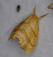Drepana bilineata