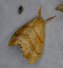 Drepana bilineata
