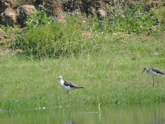 Himantopus himantopus