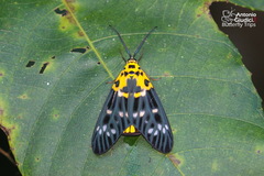 Psaphis euschemoides