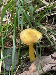Pluteus chrysophlebius