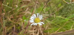 Erigeron vernus