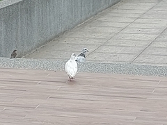 Columba livia domestica