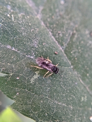 Tenthredinoidea