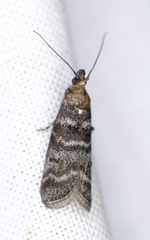 Acrobasis tricolorella
