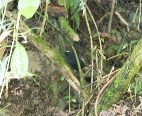 Bolivian Tapaculo