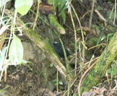 Bolivian Tapaculo photo 1