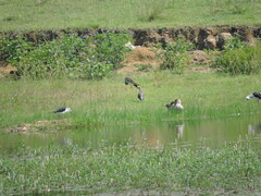 Himantopus himantopus