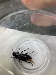 Nicrophorus pustulatus