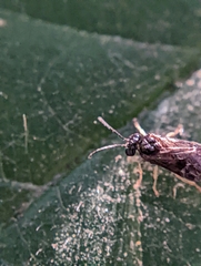 Tenthredinoidea