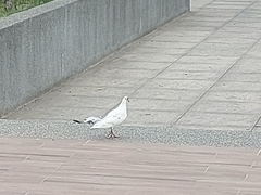 Columba livia domestica