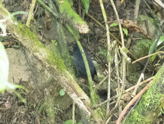 Bolivian Tapaculo photo 2