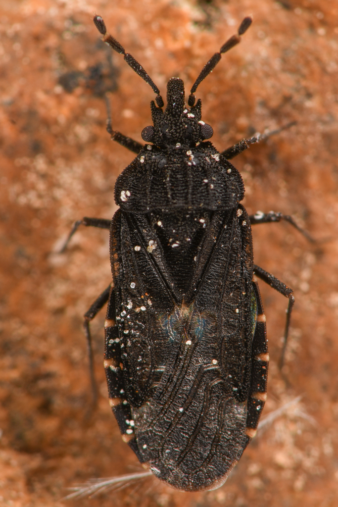 Aradus lugubris