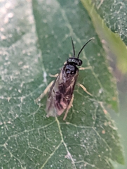 Tenthredinoidea
