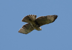 Buteo albigula
