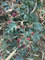 Rubus laciniatus
