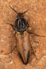 Ctenicera kendalli