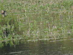 Hydrophasianus chirurgus