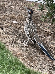 Geococcyx californianus