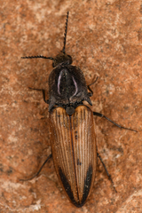 Ctenicera kendalli