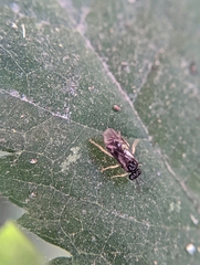 Tenthredinoidea