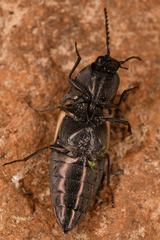 Ctenicera kendalli