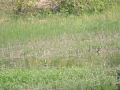 Hydrophasianus chirurgus