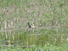 Hydrophasianus chirurgus