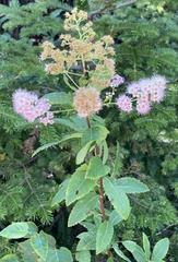 Spiraea